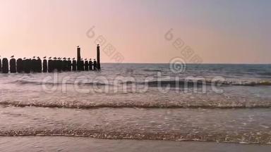 日落时分，多姆堡的海洋，带海鸥的木波浪杆，荷兰海滩风景，自然背景视频